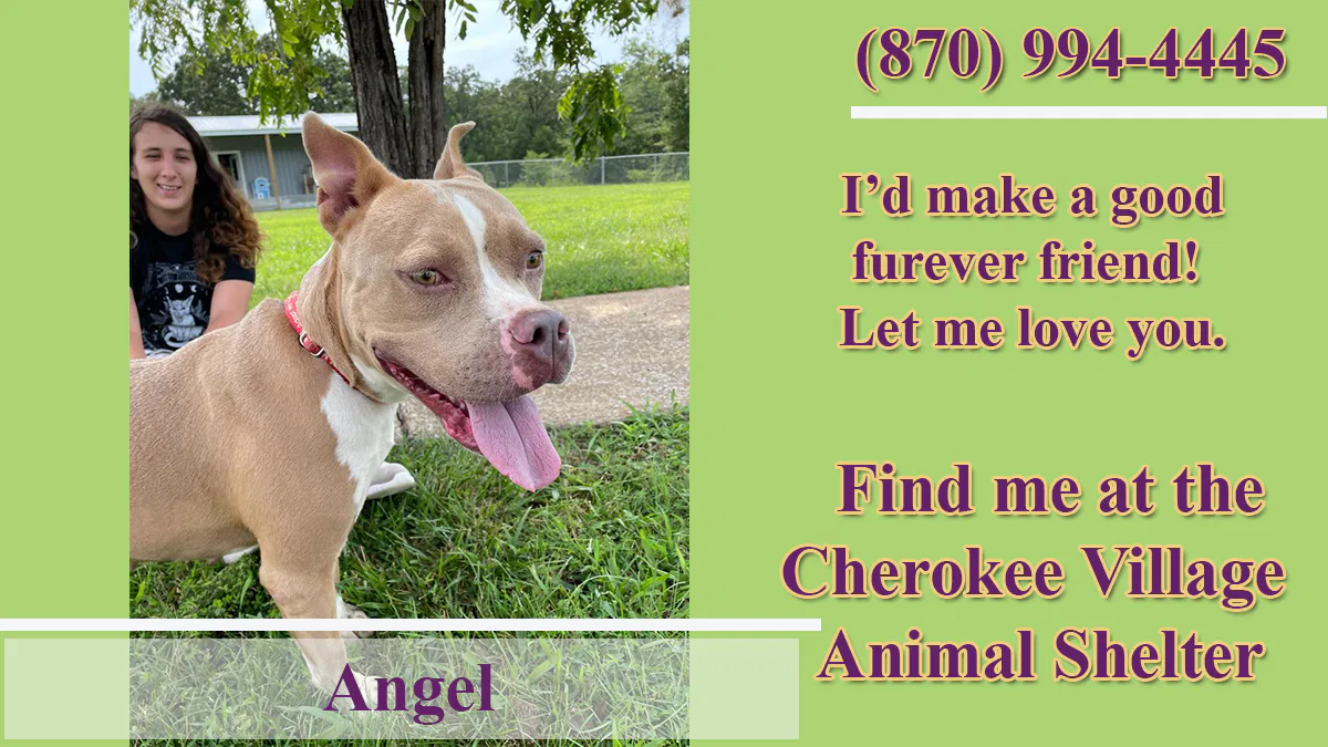 CV Pet of the Week Angel Hallmark Times